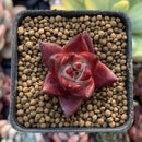 Echeveria Agavoides 'Red Rubin'' 1" Small Seedling Succulent Plant