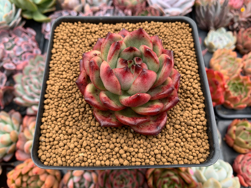 Echeveria Agavoides 'Tim' 3" Succulent Plant