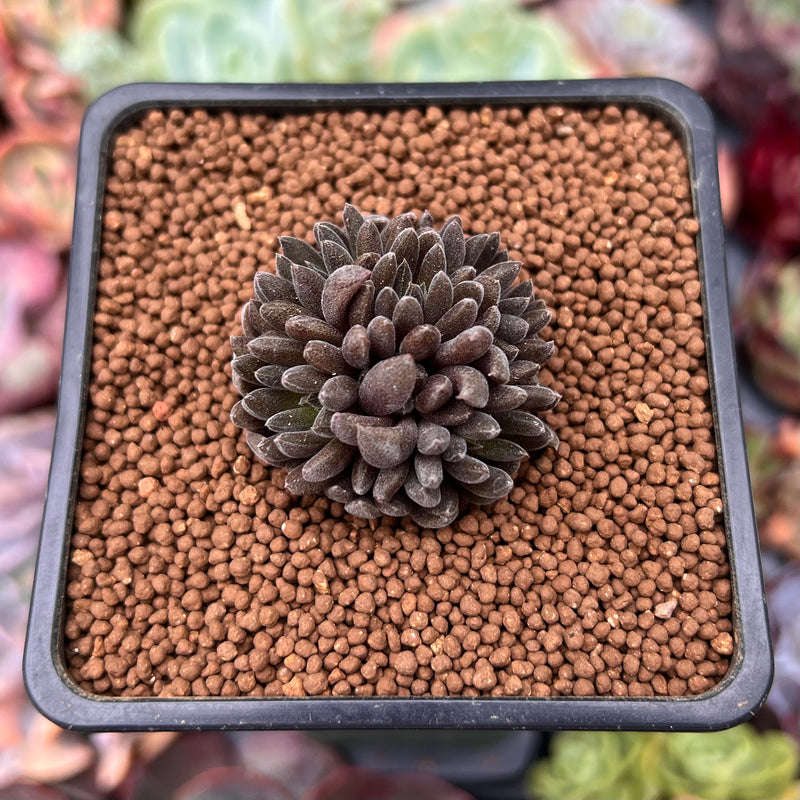 Sinocrassula Yunnanensis 1" Succulent Plant