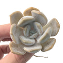 Echeveria 'Tiramisu' 2"-3" Succulent Plant