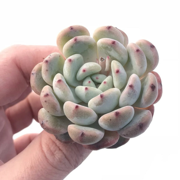 Echeveria Viyant Small 1”-2” Rare Succulent Plant