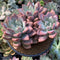 Graptoveria 'Opalina' Large Cluster 5"-6" Succulent Plant