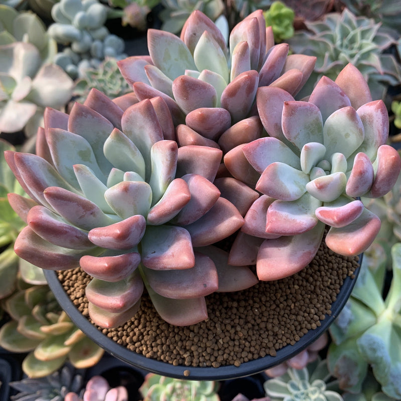 Graptoveria 'Opalina' Large Cluster 5"-6" Succulent Plant