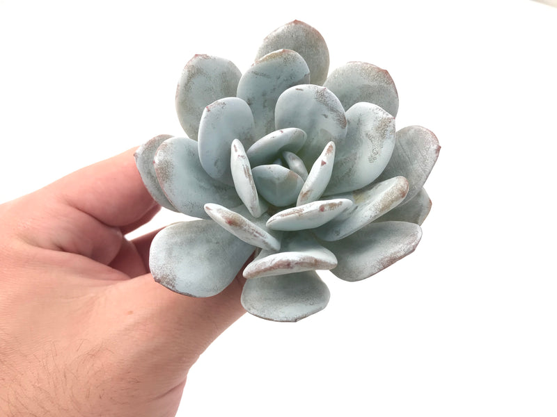 Echeveria 'Laui' 3" Powdery Succulent Plant