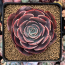 Echeveria 'Muesli' 3" Succulent Plant