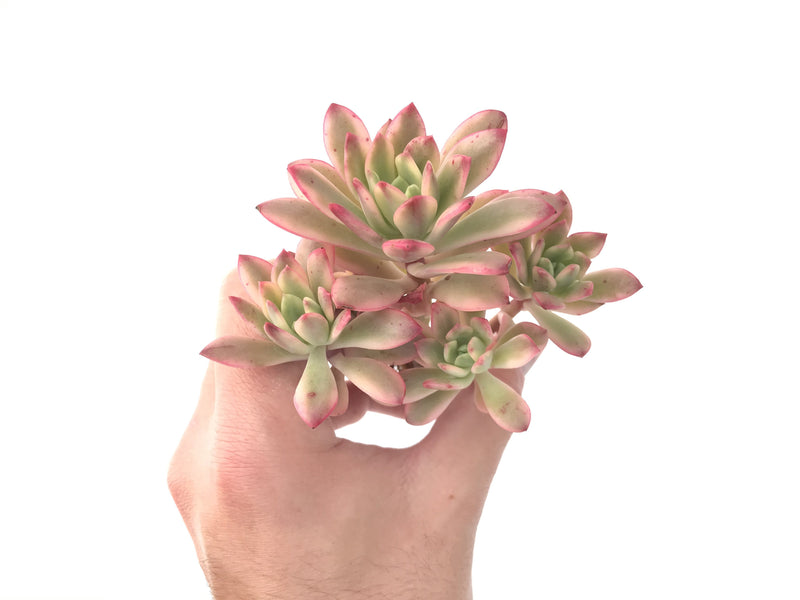 Echeveria 'Minibelle' Variegated Cluster 3"-4" Succulent Plant