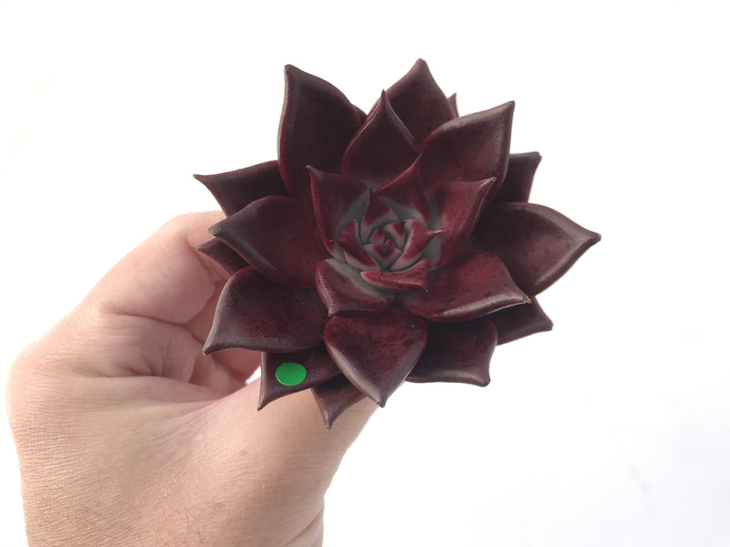 Echeveria Agavoides 'Luming' 4" Succulent Plant