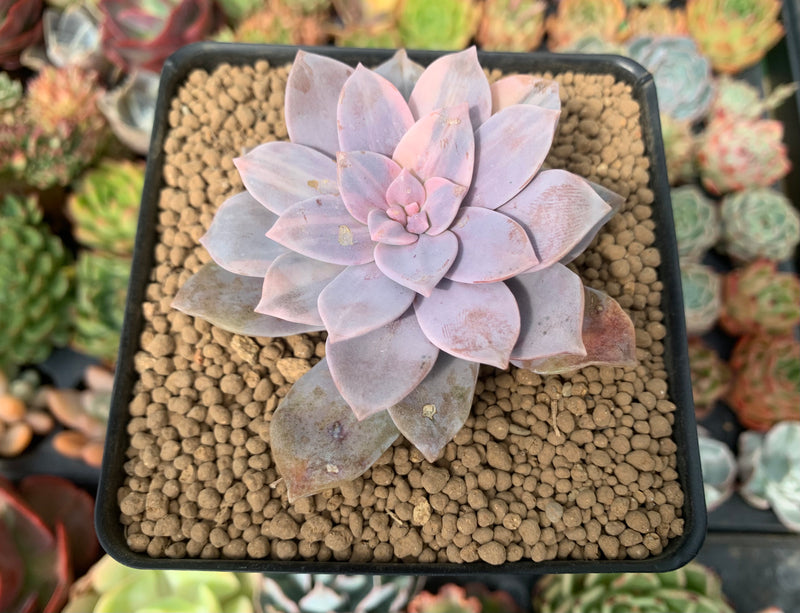 Quetzalcoatlia 'Pentandra Superba' Variegated 3" Succulent Plant (Formerly Graptopetalum 'Pentandrum Superbum' Variegated)