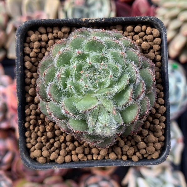 Echeveria 'Setosa V. Minor' 1" Succulent Plant