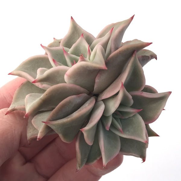 Echeveria 'Madiba' 3" Succulent Plant