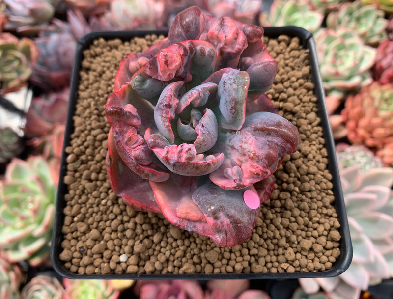 Echeveria 'Beyonce' Variegated 3" Succulent Plant