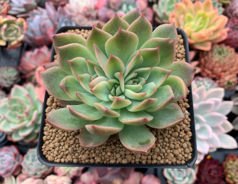 Echeveria Agavoides 'Painter' Crested 3"-4" Succulent Plant