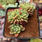 Pachyveria 'Paradoxa' Crested 3" Succulent Plant