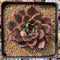 Echeveria Agavoides 'Red Bell' 3" Succulent Plant