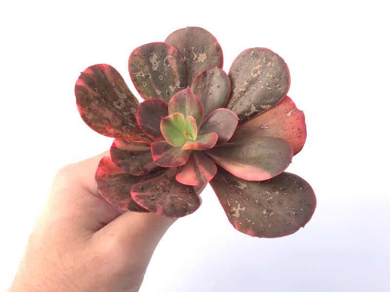 Echeveria 'Primadonna' Variegated 4" Succulent Plant