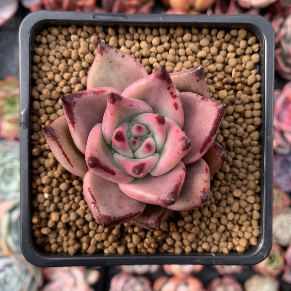 Echeveria Agavoides 'Red Ebony' 2"-3" Succulent Plant