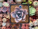 Echeveria 'Amethystinum' x 'Cante' 2"-3" New Hybrid Succulent Plant