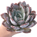 Echeveria 'Ivory' 7"-8" Extra Large Powdery Succulent Plant