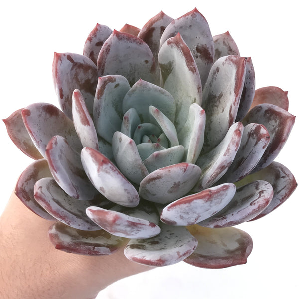 Echeveria 'Ivory' 7"-8" Extra Large Powdery Succulent Plant