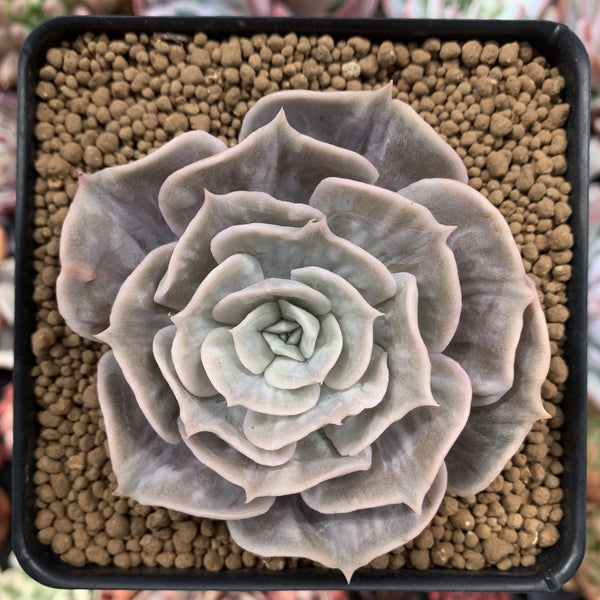 Echeveria 'Lilacina' Marble Variegated 4" Succulent Plant