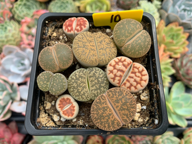 Collection of Lithops 2" (x9 Lithops) Succulent Plant