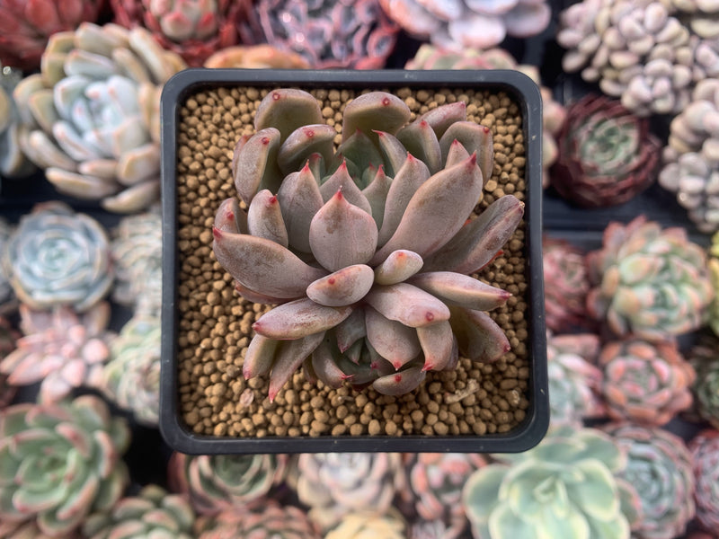 Echeveria Agavoides 'Magic Plot' 2" Succulent Plant