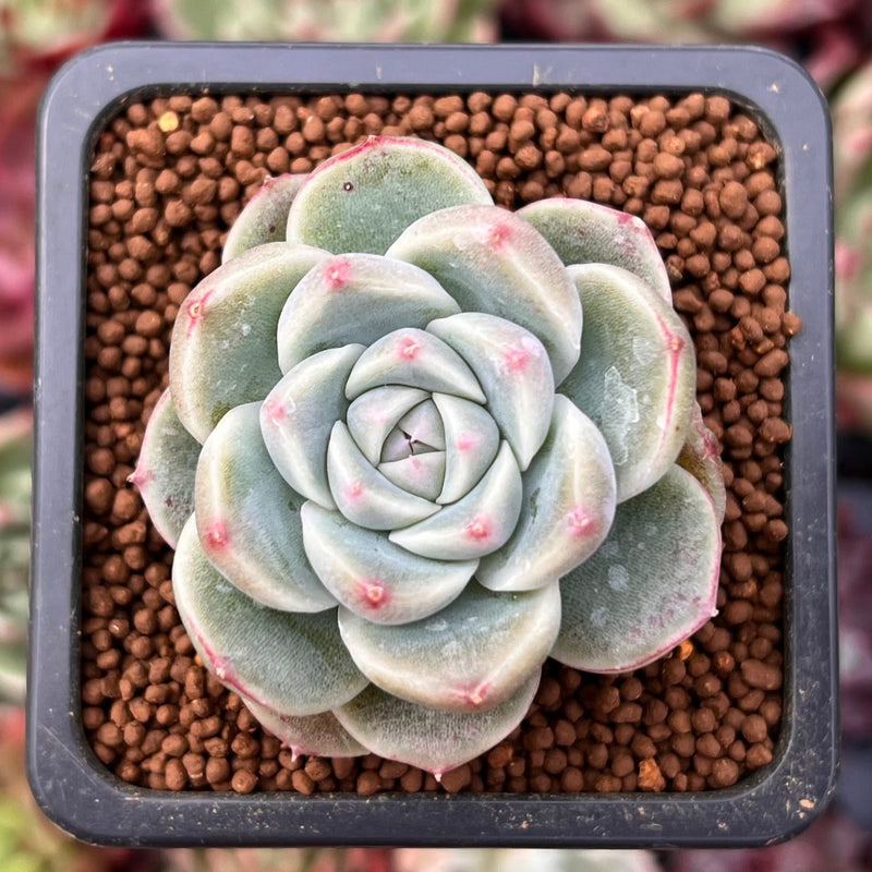 Echeveria 'Alba Beauty' 1" Succulent Plant