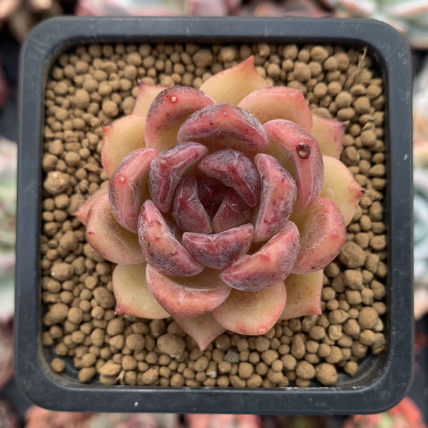 Echeveria Agavoides 'Queen Marie' 1" Succulent Plant