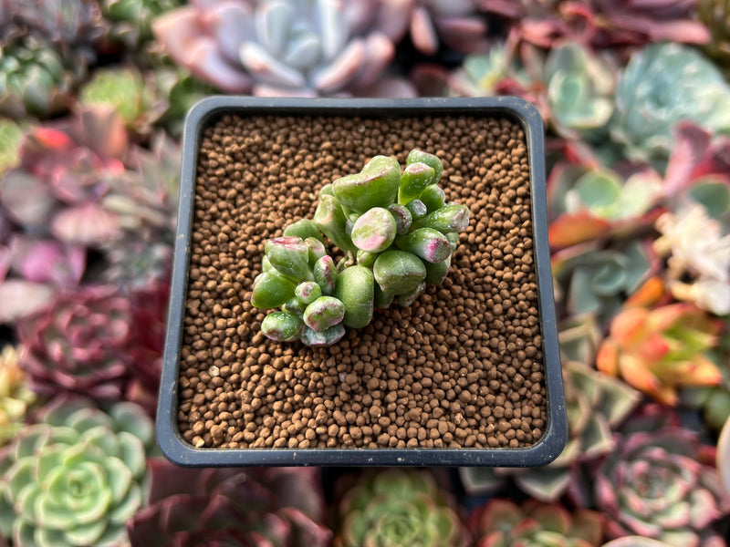 Crassula 'Gollum' Variegated 1" Succulent Plant