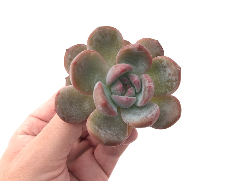 Echeveria 'Hosikage' 2"-3" Powdery Succulent Plant