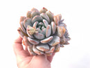 Echeveria Ivory Large Specimen 8” Rare Succulent Plant