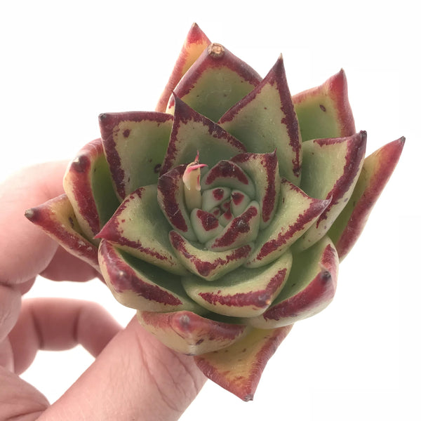 Echeveria Agavoides Maria Hybrid 3” Rare Succulent Plant