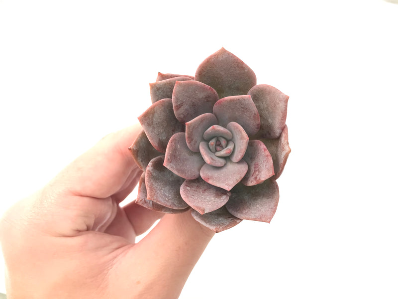 Echeveria 'Missing You' 3" Powdery Rare Succulent Plant