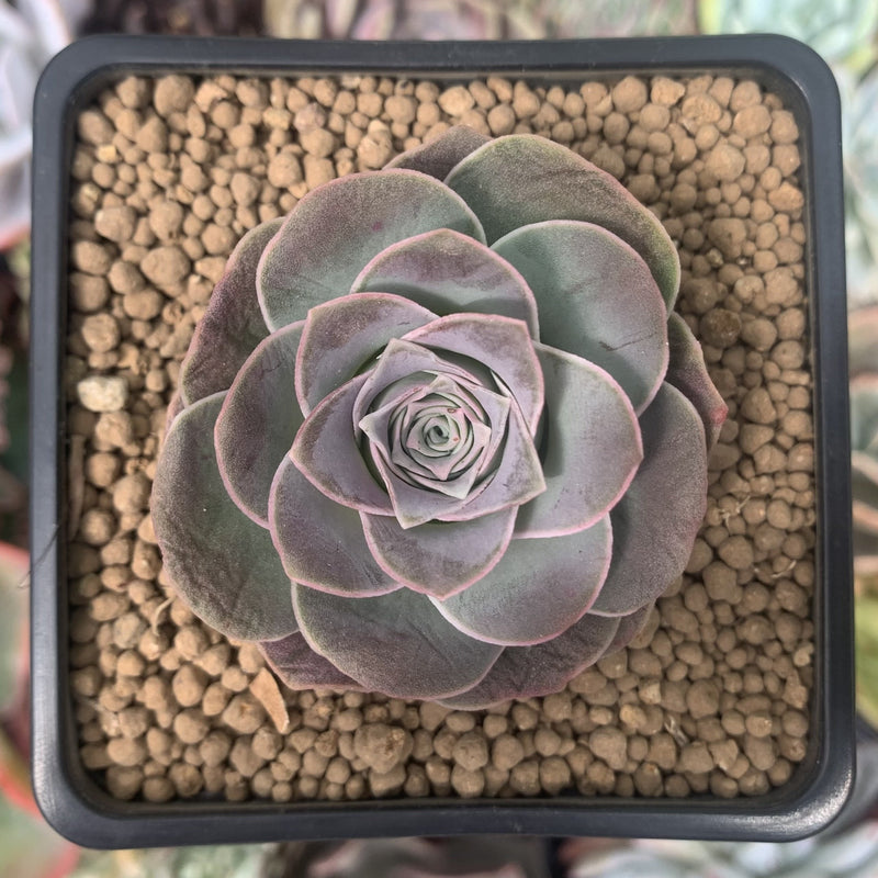 Greenovia 'El Hiero' 2" Succulent Plant