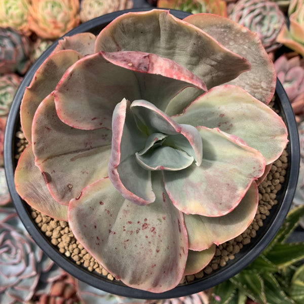 Echeveria sp. Variegated *NOT A TRUE ZUSUNG ICE AGE* 6" Succulent Plant