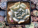 Echeveria 'Exotic' 2"-3" Powdery Succulent Plant