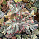 Cotyledon 'Orbiculata' Variegated 6" Very Large Succulent Plant