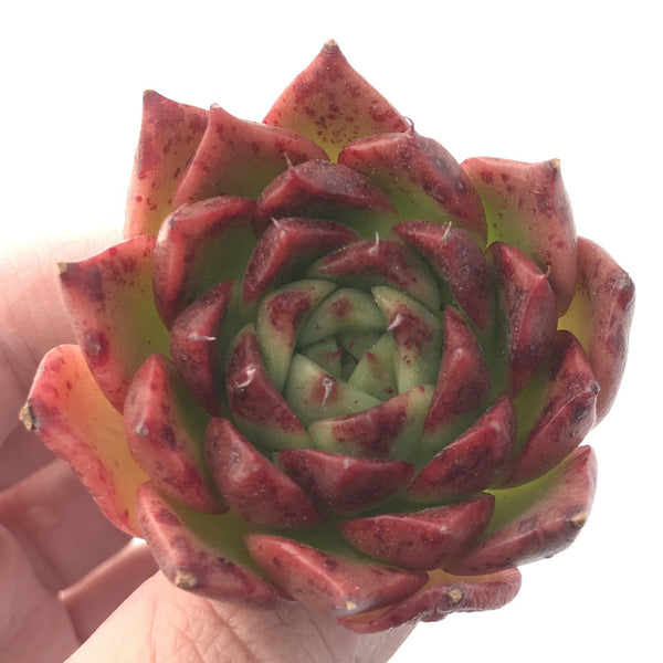 Echeveria Agavoides 'Elizabeth' 2"-3" Succulent Plant