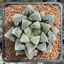 Haworthia sp. 2" Succulent Plant