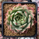 Echeveria sp. 3" Succulent Plant