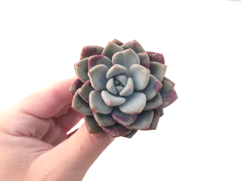 Echeveria 'Amore' 2"-3" Succulent Plant