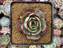 Echeveria Agavoides 'Pink Flora' 2"-3" Succulent Plant