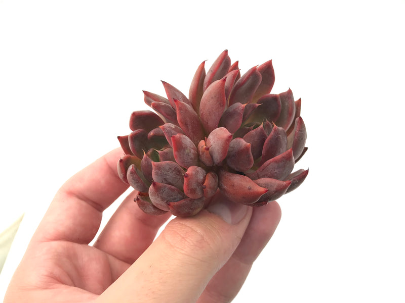 Echeveria Agavoides 'Magic Plot' Double Headed Cluster 3" Succulent Plant