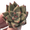 Echeveria Agavoides 'Planetary Stars" 1" Succulent Plant