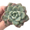 Echeveria 'Amore' 2"-3" Succulent Plant