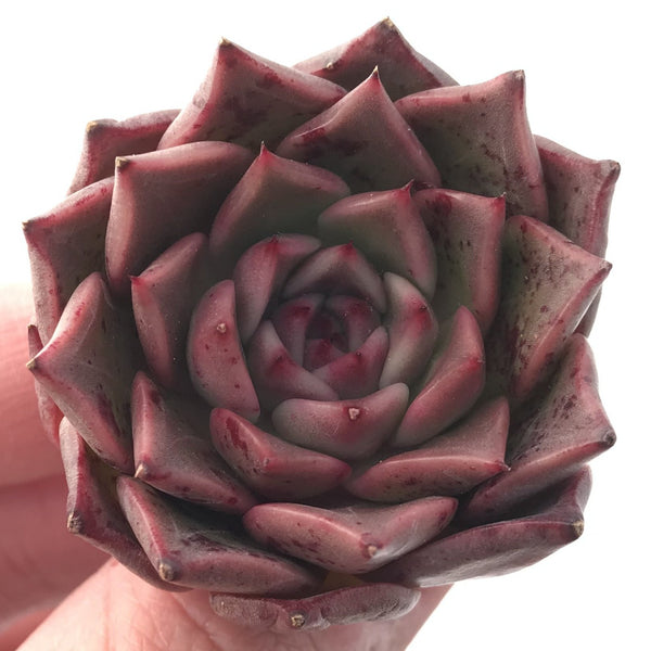 Echeveria 'Jelly Peach' Small 1" Succulent Plant