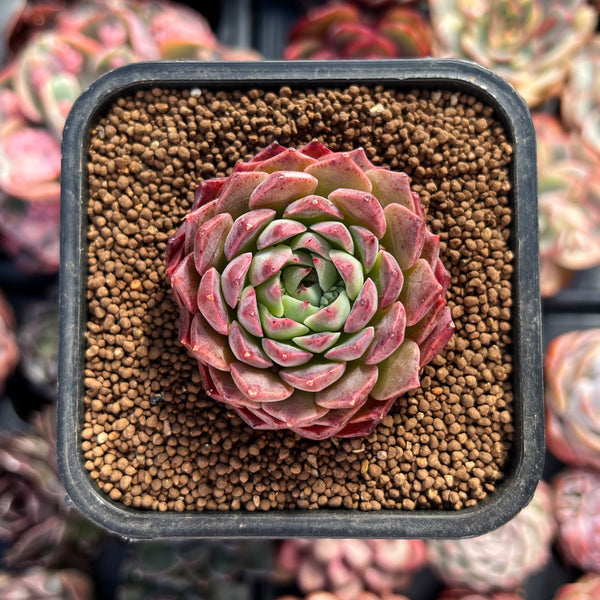 Echeveria sp. 2" Succulent Plant