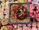 Echeveria Agavoides 'Toby' 1" Succulent Plant