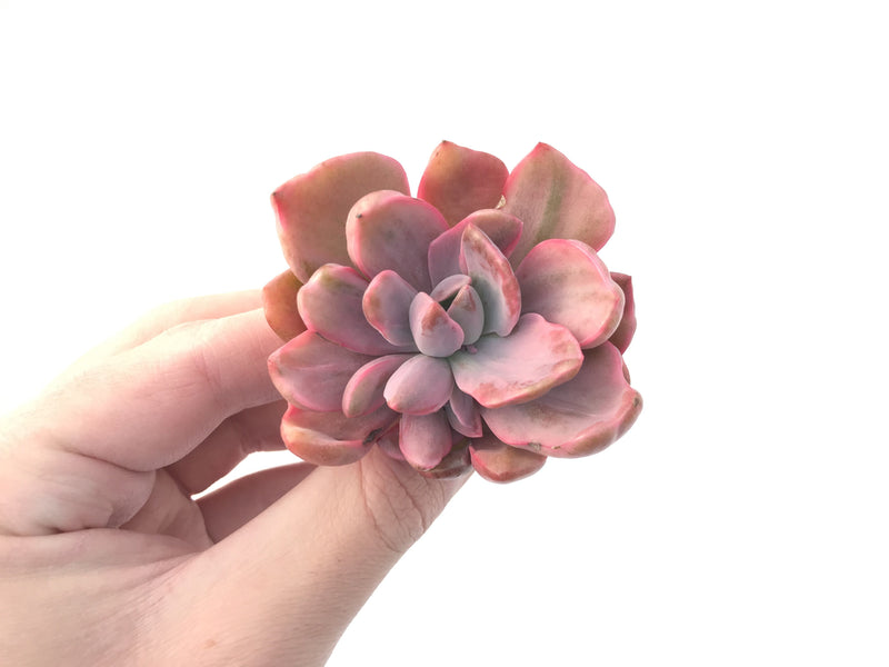 Graptoveria 'Mrs Richards' Variegated 3" Succulent Plant