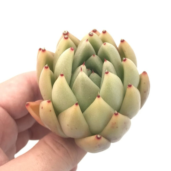 Echeveria Agavoides ‘Wax’ 2" Rare Succulent Plant